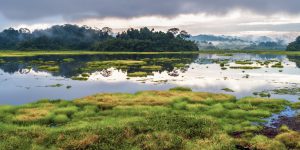 Mysteries beneath layers of green