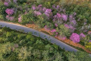 Tết phố, Tết rừng