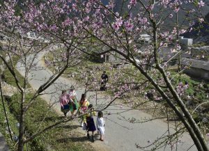 Hoa đào – Nàng xuân của cao nguyên đá