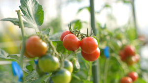 Khám phá đặc sản Đà Lạt – Lâm Đồng