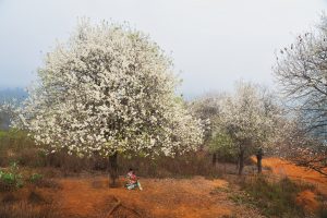 Bright spring journeys