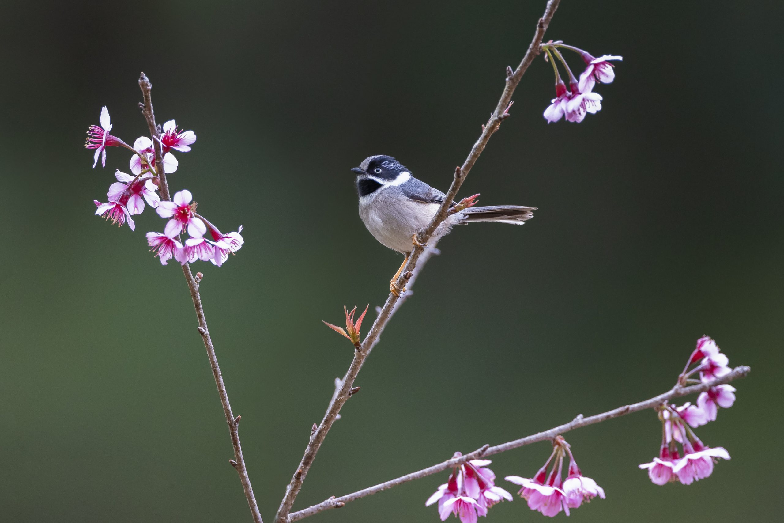 Vũ điệu mừng xuân