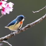 Vũ điệu mừng xuân