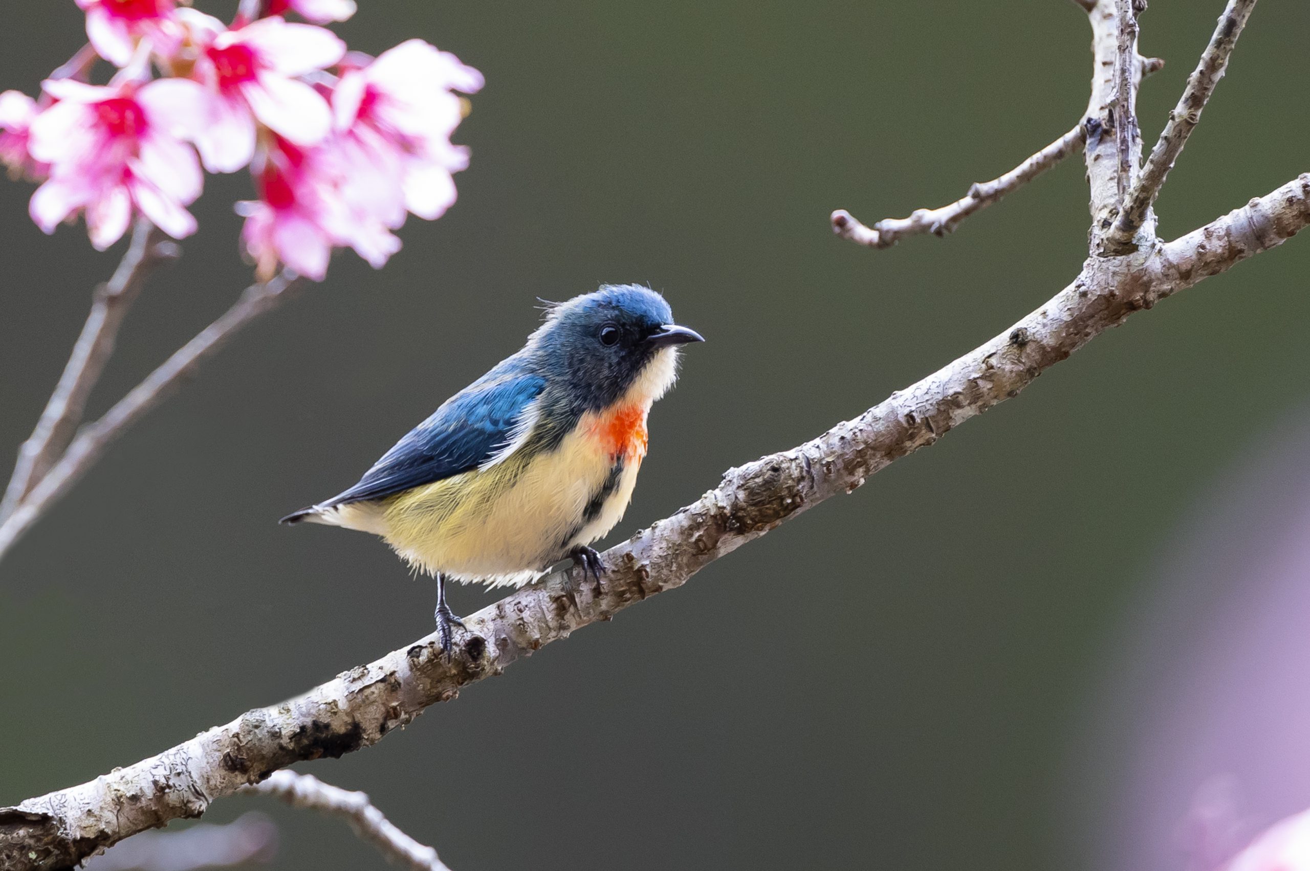 Vũ điệu mừng xuân