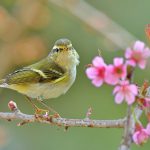 Vũ điệu mừng xuân