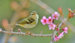 Vũ điệu mừng xuân