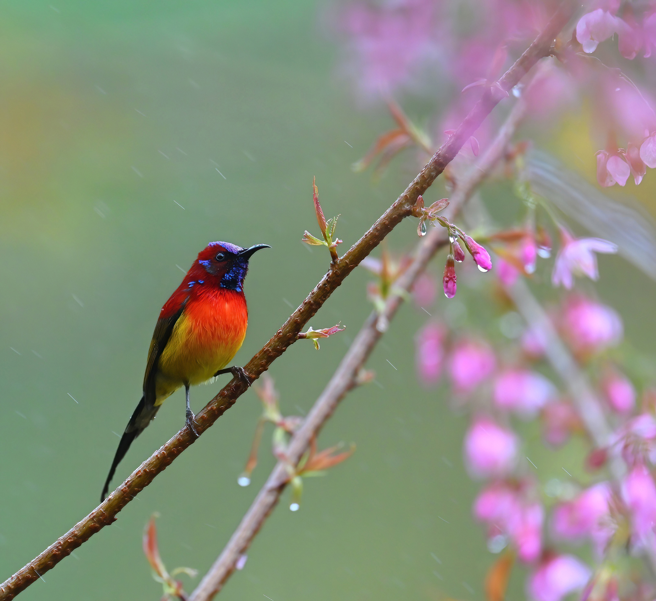 Vũ điệu mừng xuân