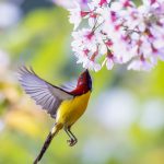 Vũ điệu mừng xuân