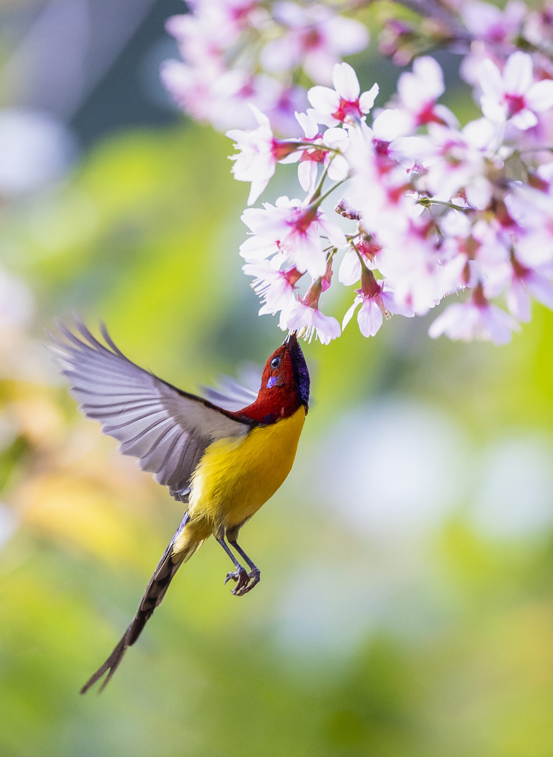 Vũ điệu mừng xuân