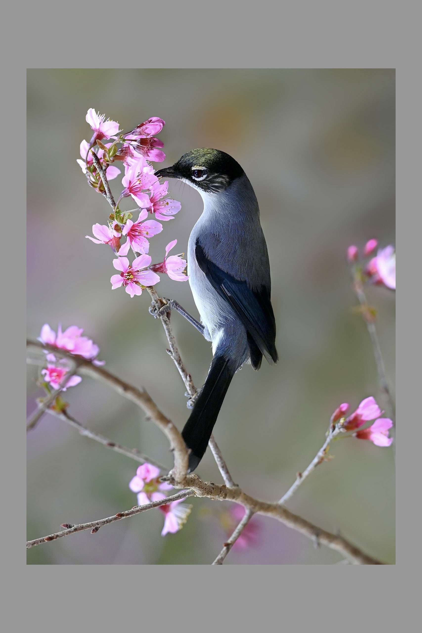 Vũ điệu mừng xuân