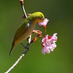 Vũ điệu mừng xuân