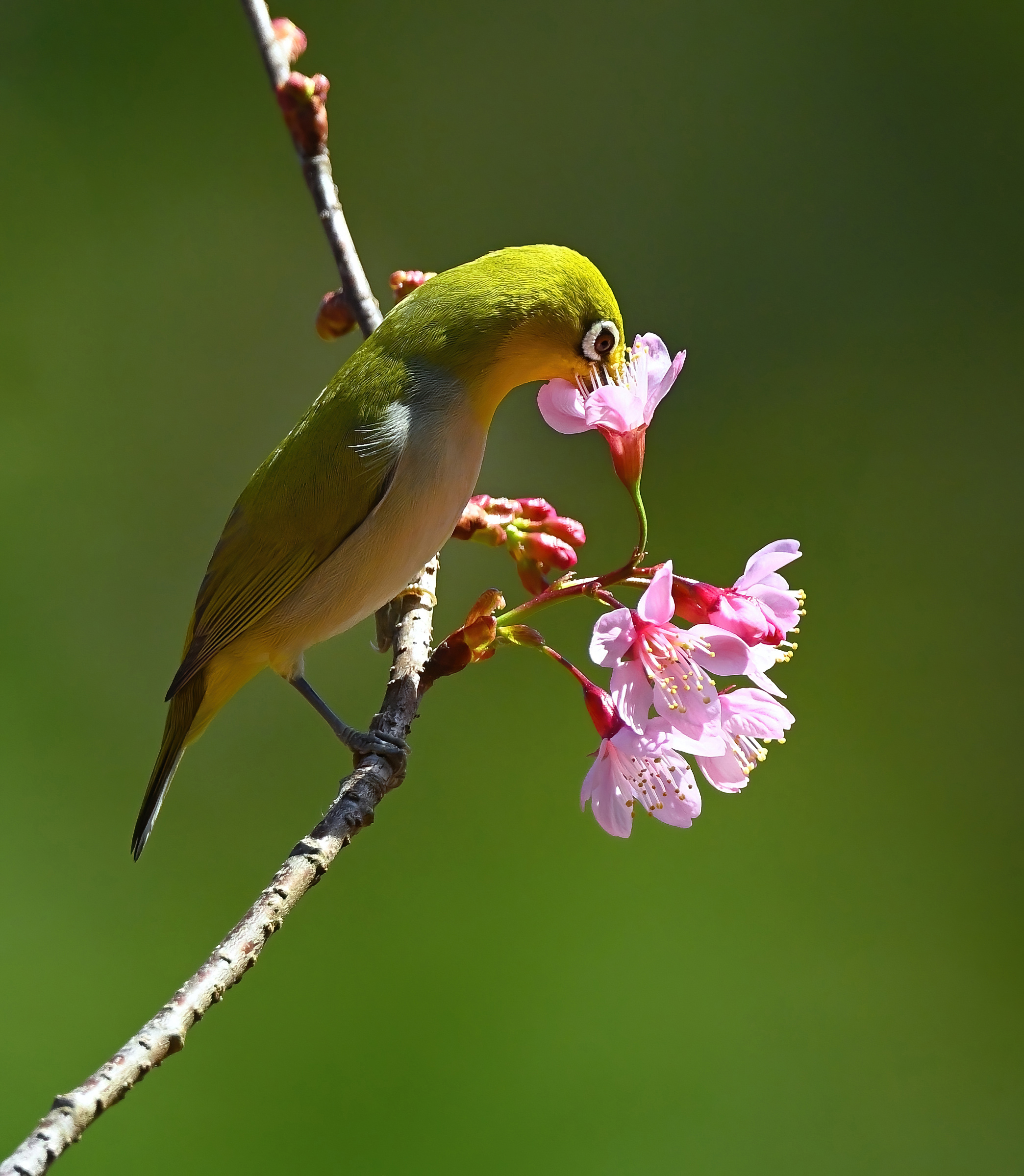 Vũ điệu mừng xuân