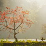 Mùa hoa thắp lửa