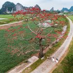Mùa hoa thắp lửa