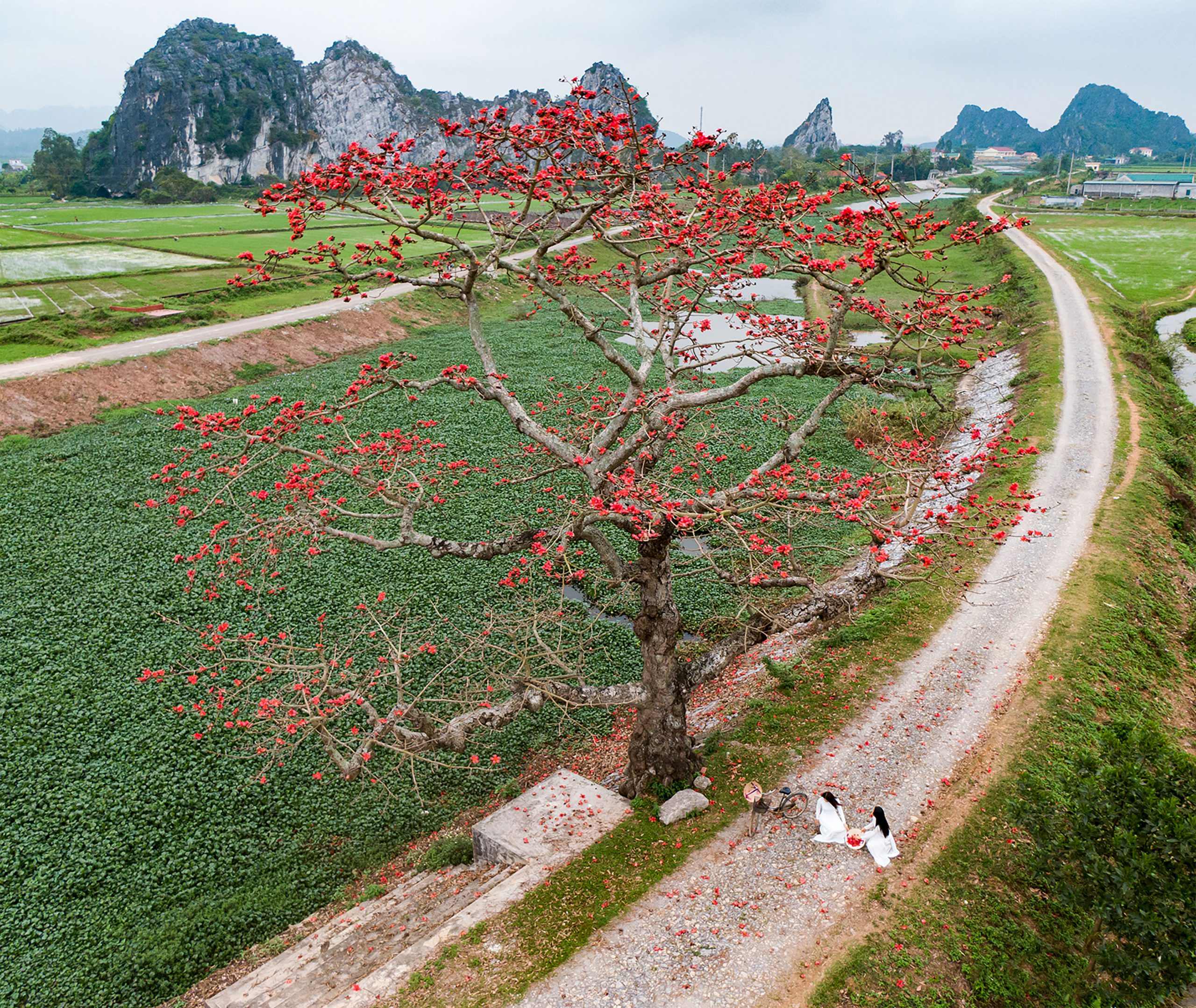 Mùa hoa thắp lửa