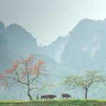 Mùa hoa thắp lửa