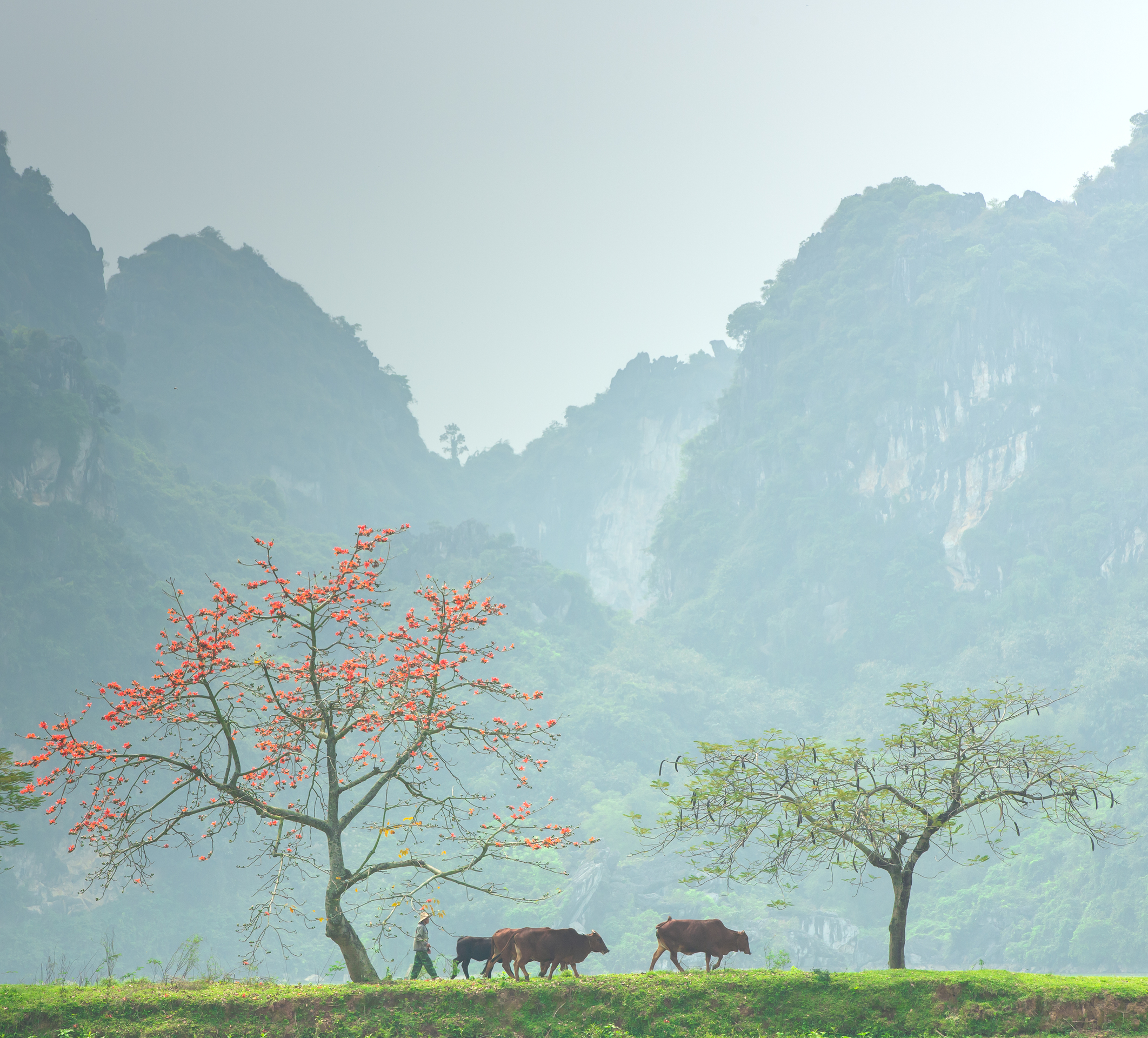 Mùa hoa thắp lửa