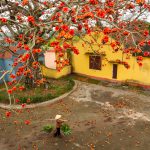 Mùa hoa thắp lửa