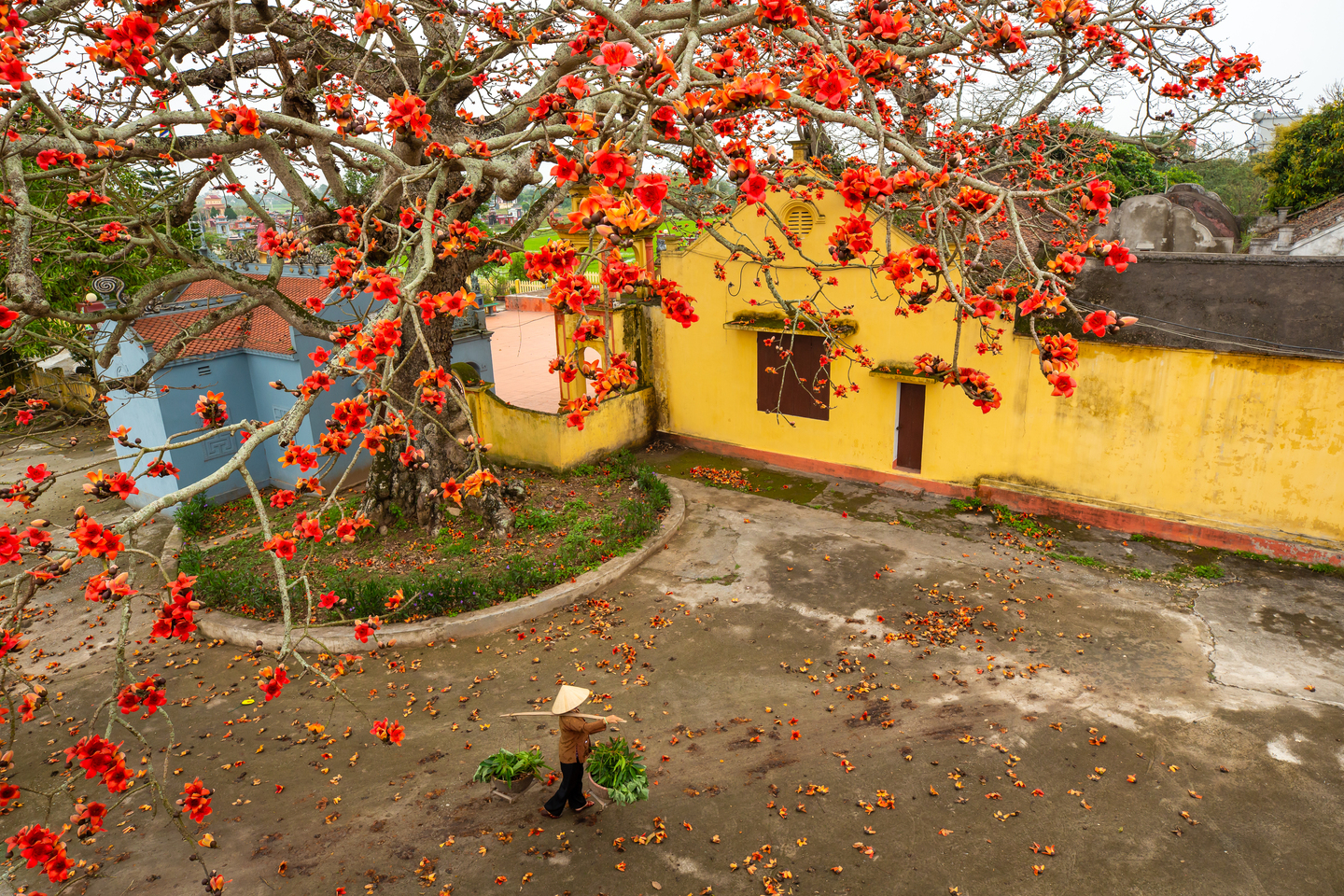 Mùa hoa thắp lửa