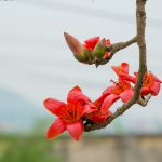 Mùa hoa thắp lửa