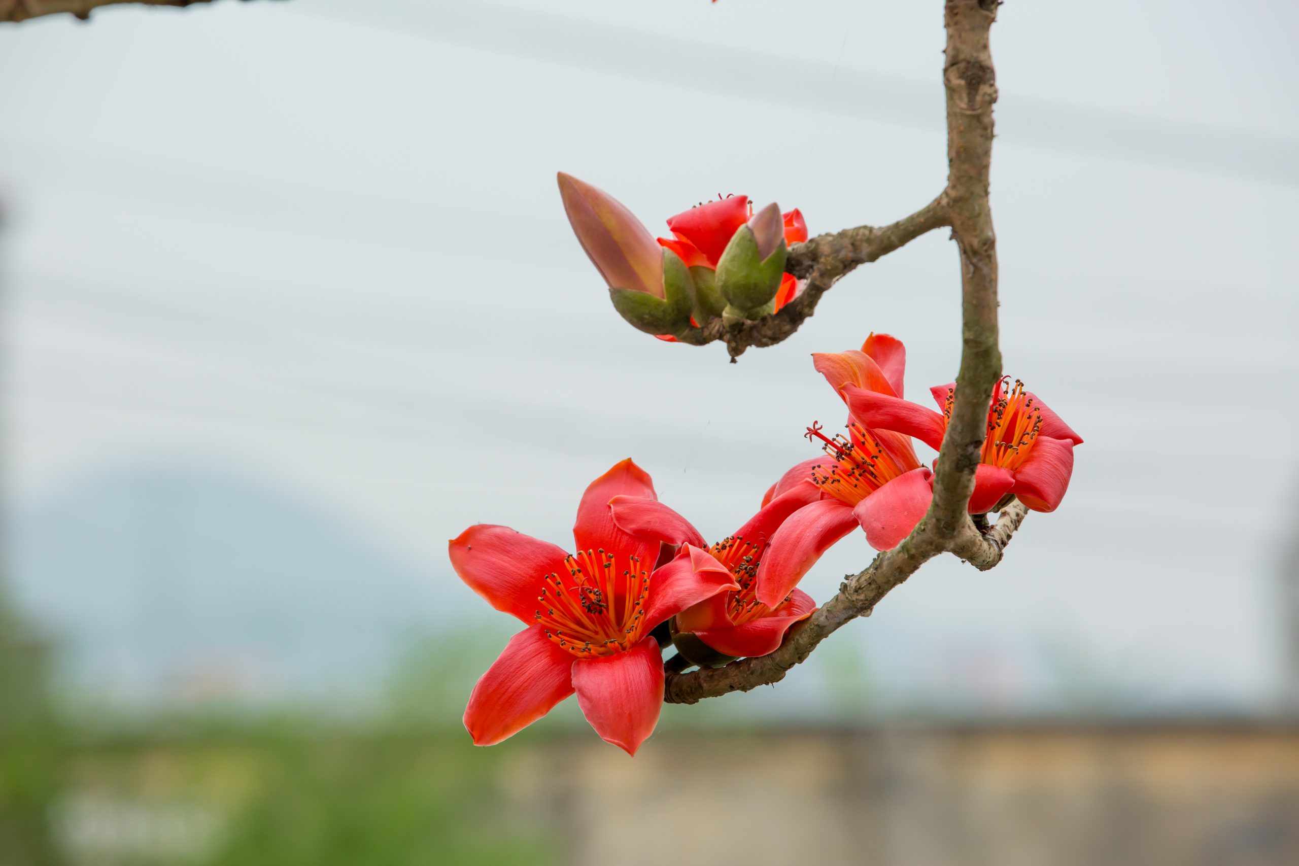Mùa hoa thắp lửa
