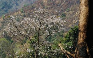 Miền hoa ban trắng vùng cao