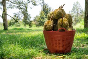Durians bound for a billion-strong market