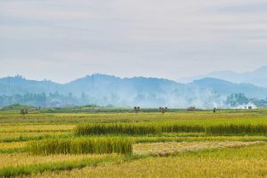 The harvest in the Heavenly Land