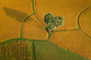 The land of palm trees