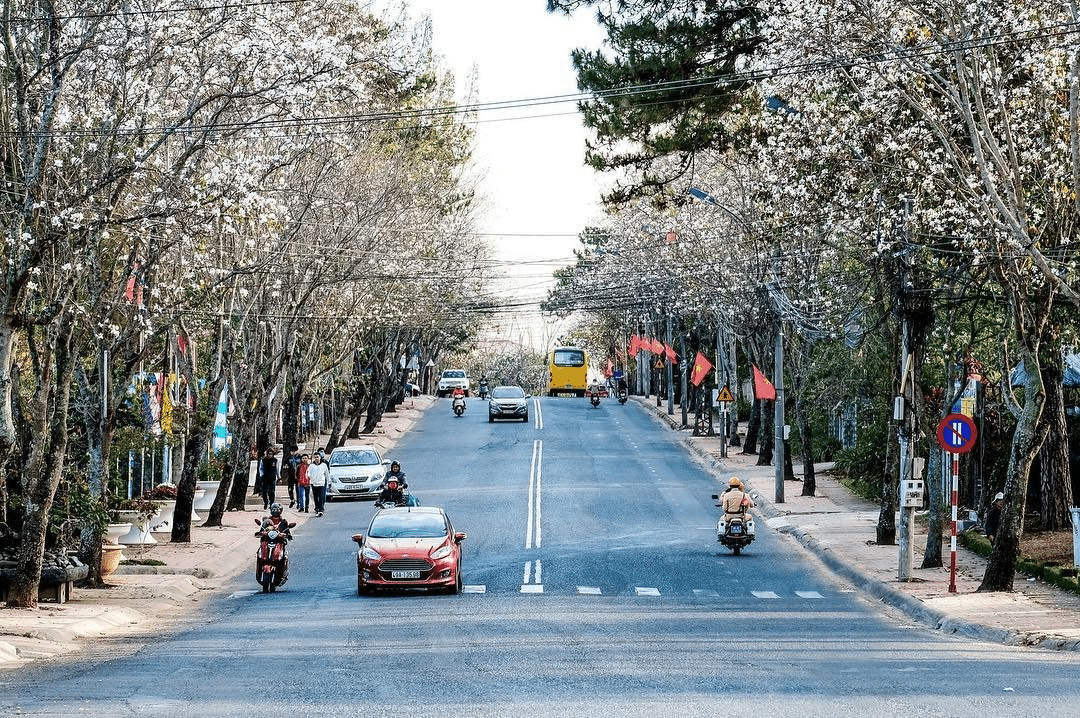 Du lịch Việt Nam Đà Lạt ngắm hoa Ban trắng