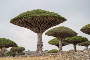 Socotra – The island of dragon blood trees
