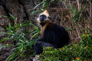 Theo dấu voọc Cát Bà