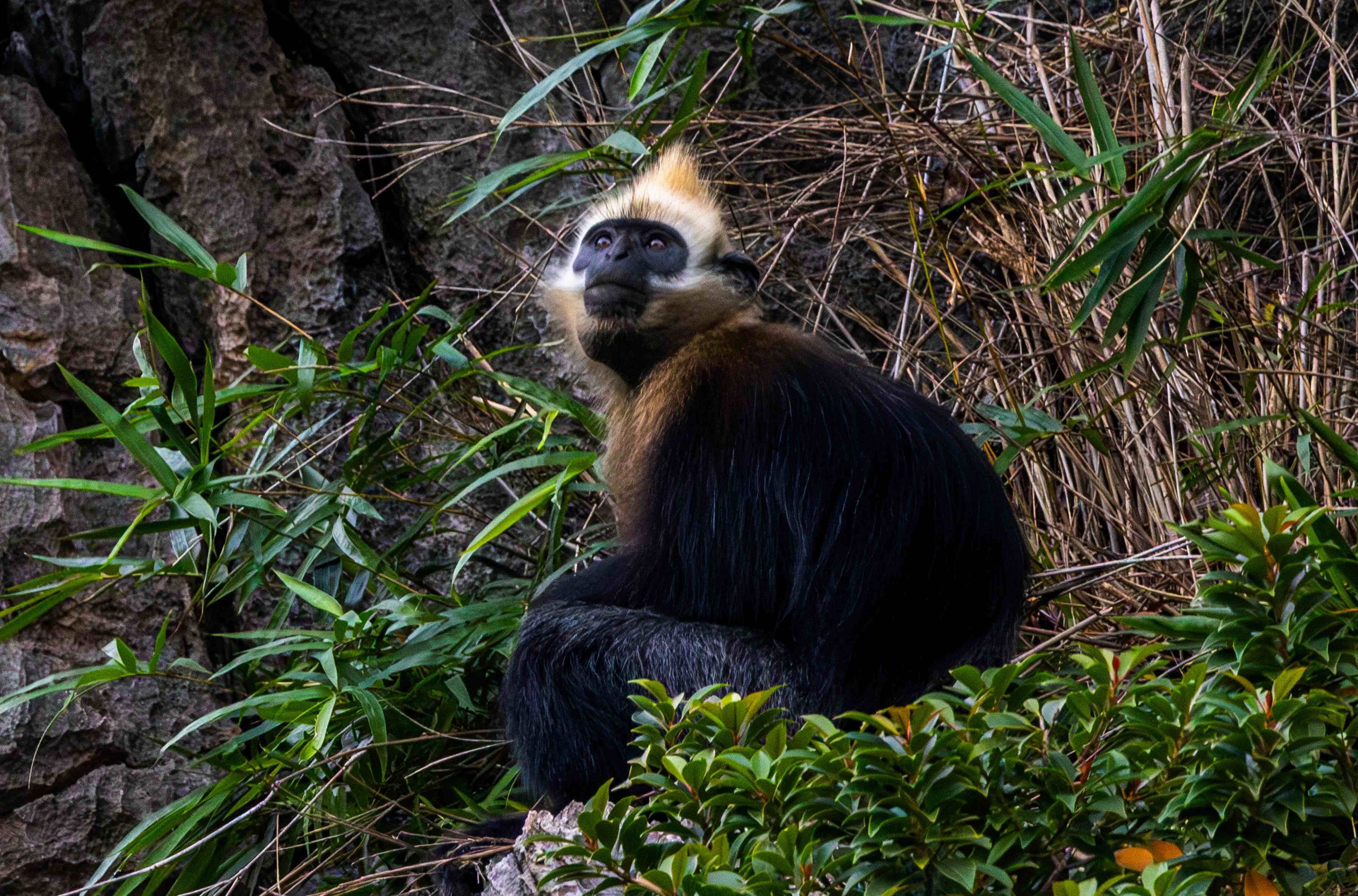 Tracking the Cat Ba langur