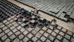 Rộn ràng trên “cánh đồng cá”