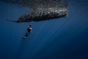 “Chạm mặt” gã khổng lồ của đại dương