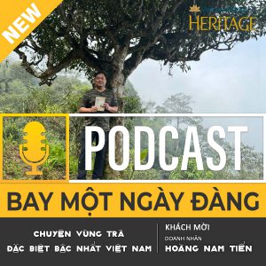 Chuyện vùng trà đặc biệt bậc nhất Việt Nam