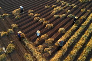 Rơm vàng che chở đời quê