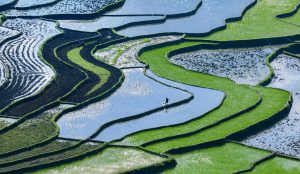 Golden fields & green pearls