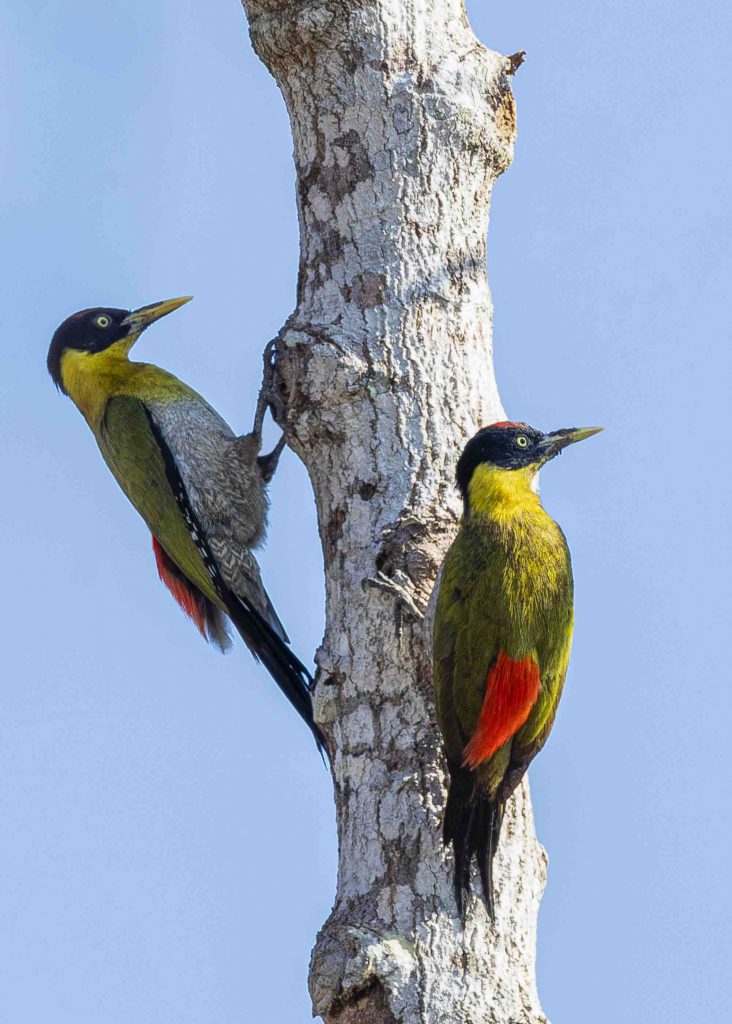 Black Headed Woodpecker Gõ Kiến Xanh Hông Dỏ .jpg. 732x1024