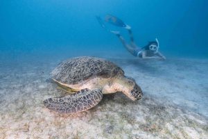 “Bay nhẹ tới Côn Đảo”