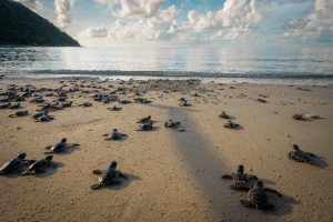 Vòng quay thiêng liêng của sự sống