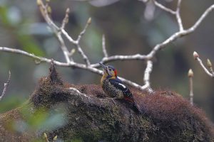 Muôn màu Gõ kiến