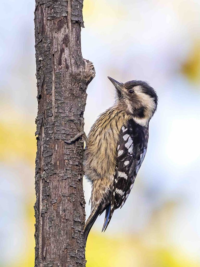 Grey Capped Pygmy Woodpecker Gõ Kiến Nhỏ Dầu Xám 768x1024