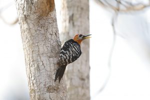A mosaic of woodpeckers