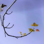 Poetic hues