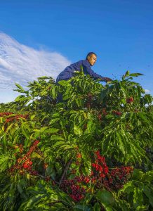 A Love Story of Trees and Soil