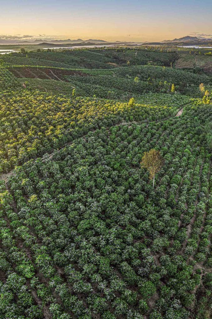 Mùa Hoa Cà Phê. 680x1024