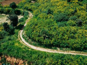 Đi giữa muôn hoa