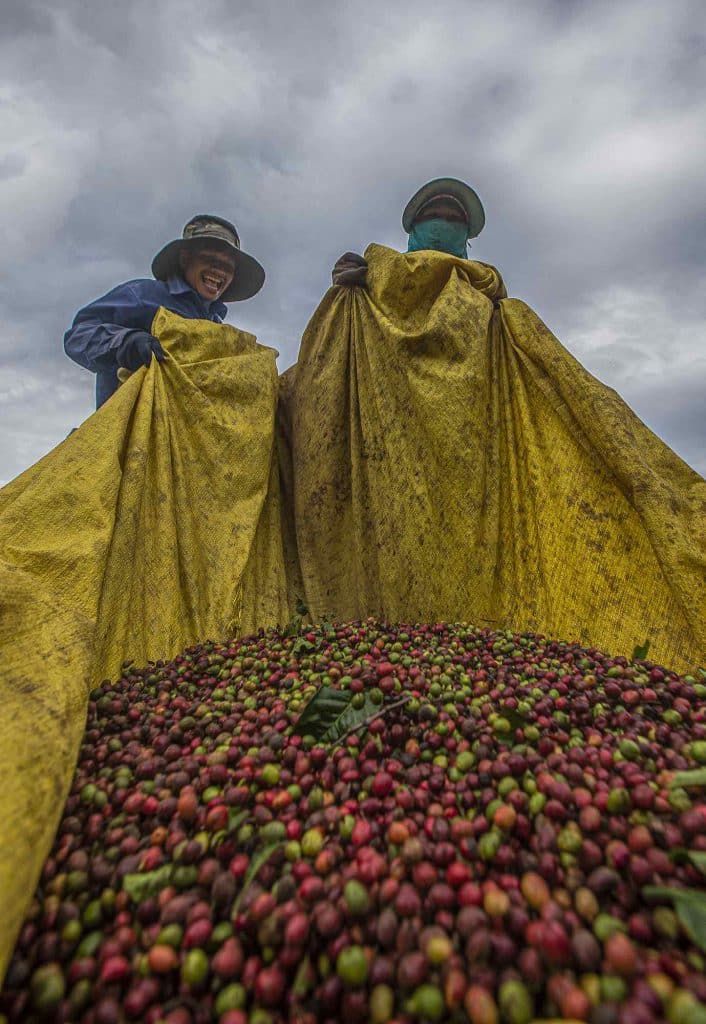 Thu Hoạch 706x1024