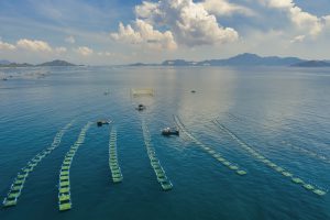 Agriculture in Vietnam: Highlights of 2024 and prospects for 2025